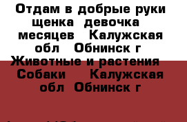 Отдам в добрые руки щенка, девочка 7 месяцев - Калужская обл., Обнинск г. Животные и растения » Собаки   . Калужская обл.,Обнинск г.